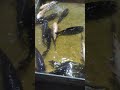 🐋🐋🐋🐋🐋🐋