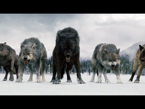 Twilight Wolves - Superhero