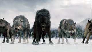 Twilight Wolves - Superhero - music wolves lyrics