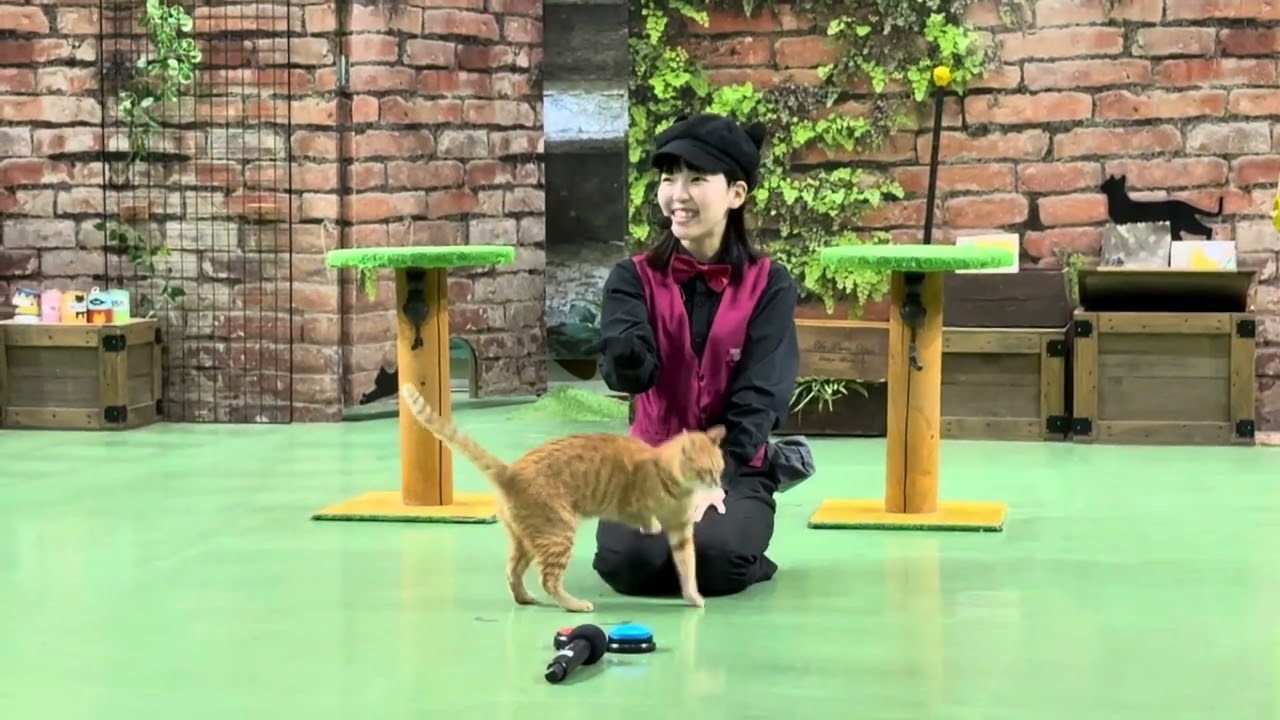 Miyako-chan's favorite thing ♪ A rare cat show, The Cats, at Nasu