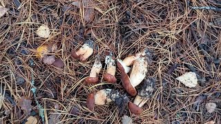 видео: Осенний лес, азарт и находки 🍄 | Как мы искали грибы и чуть не заблудились! картинка: Осенний лес, азарт и находки 🍄 | Как мы искали грибы и чуть не заблудились!