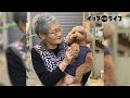 【80歳差の親友】トイプードルとおばあちゃんの温かい友情