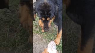 Bassets make friends with Bloodhounds #bassethound #bloodhound #hounddog