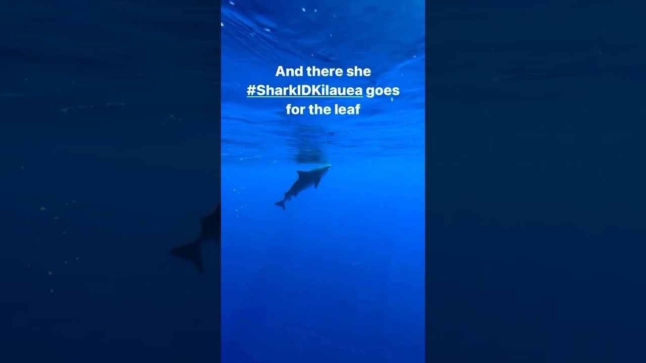 Tiger Shark Is Distracted By A Leaf 🍁☺️ 