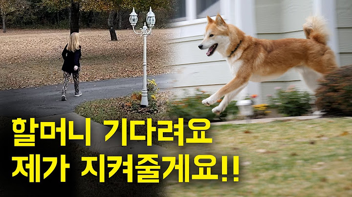 혼자 산책하는 할머니를 보고 걱정돼서 뛰쳐나가는 진돗개 왕자