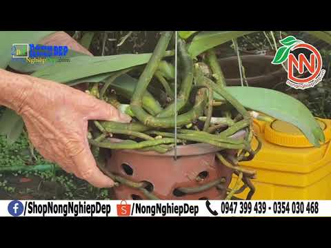 Video Thầy Tám Ngọc Hướng Dẫn Kích Hoa, Kích Rễ, kei, Làm To... - youtube