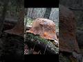 I restored 119-years-old WW1 GERMAN HELMET