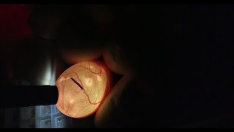 Egg Candling -  what to look for!