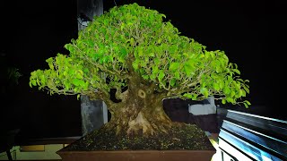 Bonsai Beringin Ficus Benjamina Berkarakter Tua Angker Ini Disiapkan Untuk Kontes Di Kelas Utama