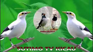 Suara Burung Jalak Putih Gcorrrrr !!!! Cocok untuk Pancingan Jalak Lain