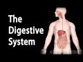 Physiology basics the digestive system animation