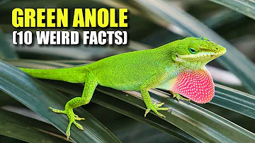 Green Anole 🦎(10 FACTS You NEVER KNEW)