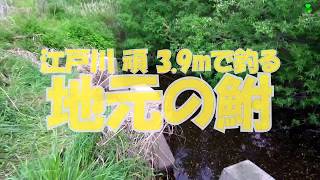 櫻井釣漁具江戸川頑3.9mで釣る地元の鮒 Crucian Carp Fishing at Local Use The SAKURA EDOGAWA GAN Fishing Rod