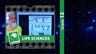 Plant Hormones