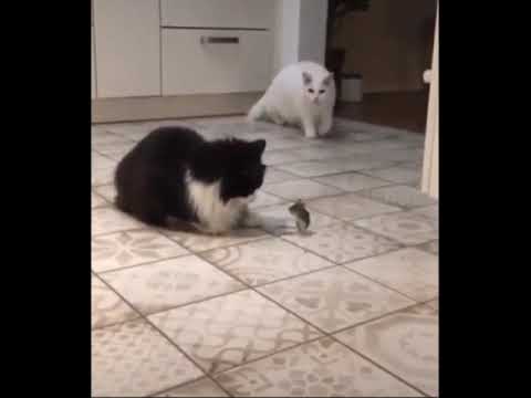 Мышь поймала котов!
