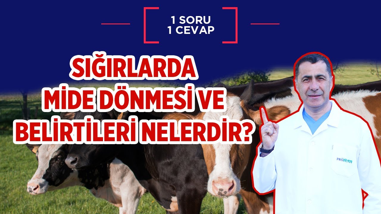 Sigirlarda Mide Donmesi Nasil Anlasilir Youtube