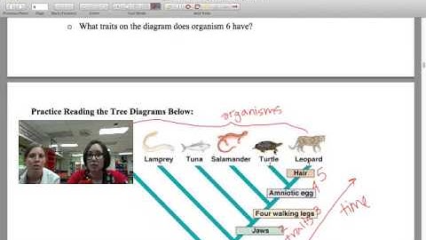 Introduction to Phylogeny & Cladograms