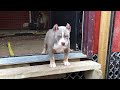 "Lilac Tri American Bully" FLEX FRIDAY 💪🏽💪🏽💪🏽