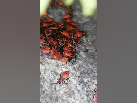 Жуки Солдатики #жук - YouTube