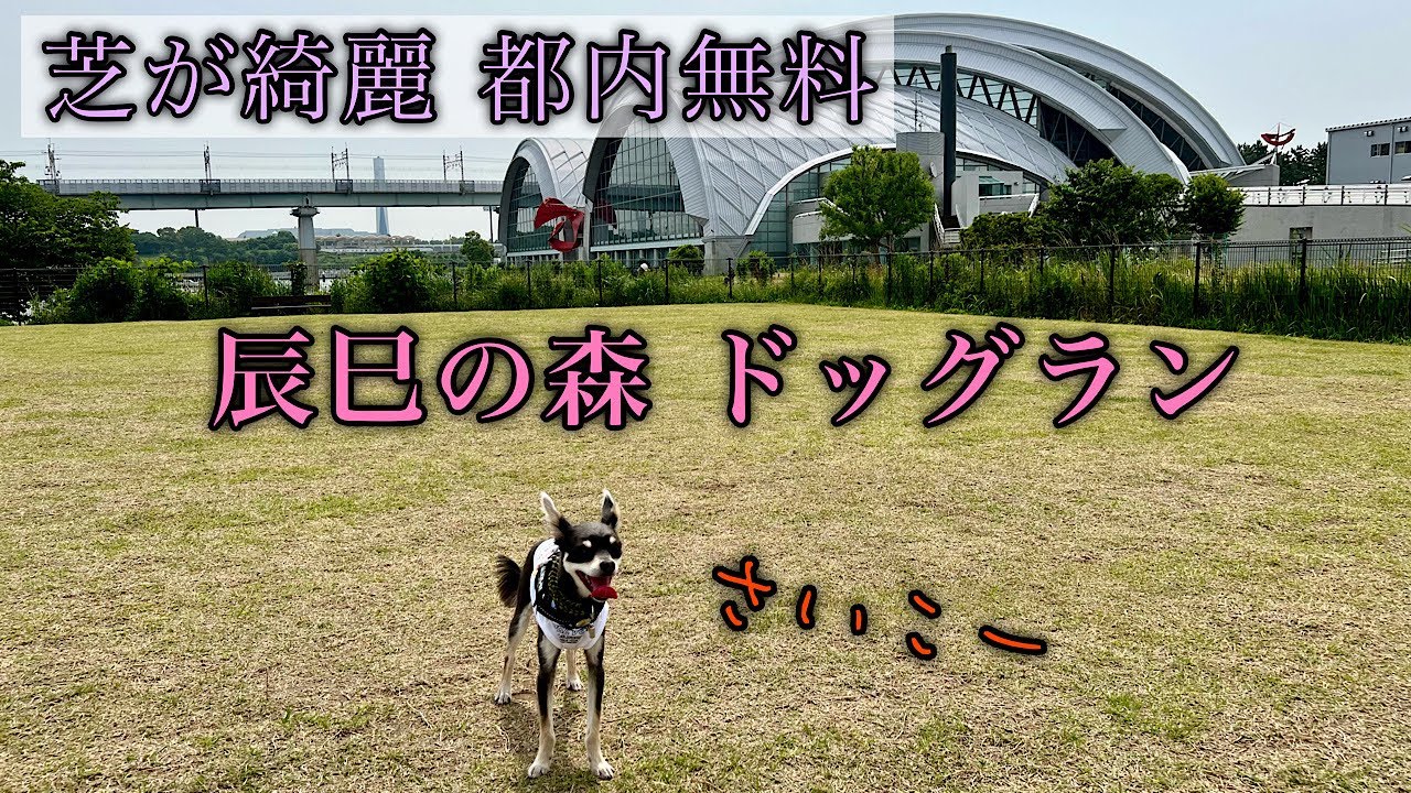 辰巳の森ドッグランとカインズホームにツーリング！チワワ×ミニピン