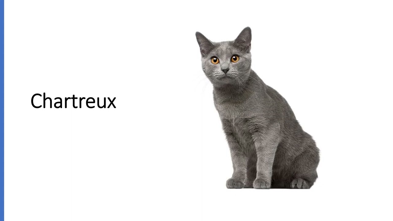 Cat Breeds that Start with the Letter C YouTube