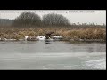 Два орлана-белохвоста на р. Лесная - 27 января 2022