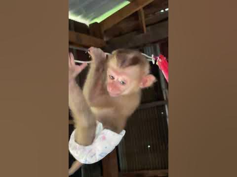 #baby monkey #baby monkeys #baby monkey Attacked #baby monkey crying #
