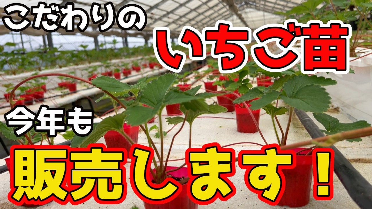 Please try planting these strawberry seedlings we've grown with so