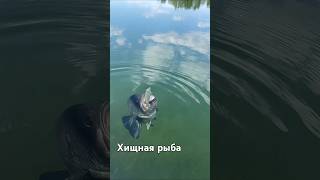 Хищная рыба