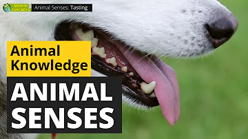Do all animals have all senses?