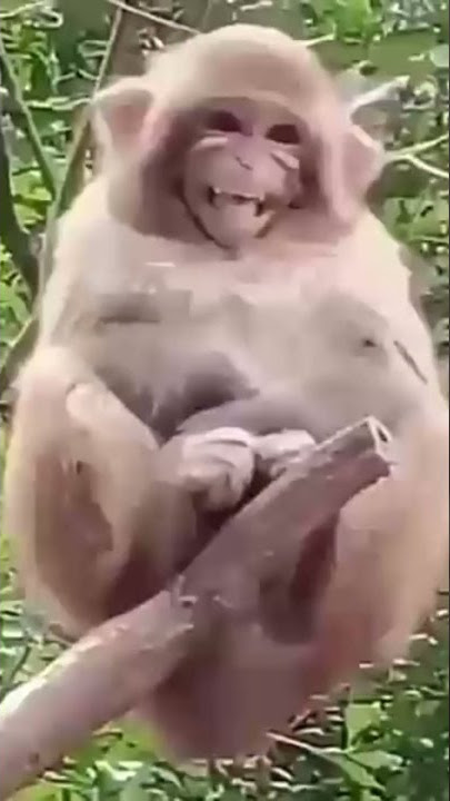 Download lagu Monyet ketawa.....gurih rasanya