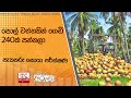 පොල්|sin