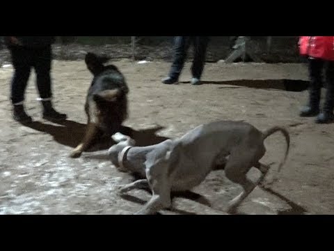 Видео: Собственная и территориальная агрессия у собак