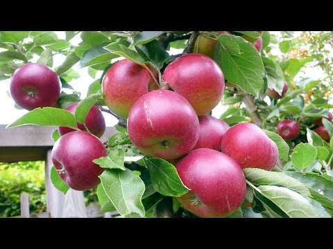Vídeo: Os carvalhos podem produzir maçãs?