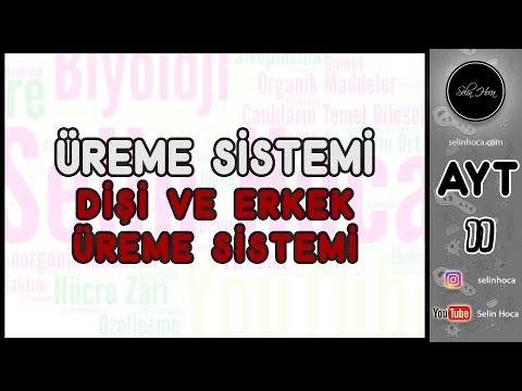 29) Dişi ve Erkek Üreme Sistemi