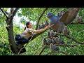 Harvesting Giant Wild Pigeons | I Never Expected So Many Newborn Chicks