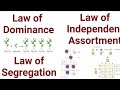 Mendals law of inheritance