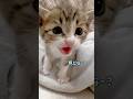 赤ちゃんの頃から超甘えん坊な子猫がこうなりました #赤ちゃん猫 #保護猫 #子猫 #shorts