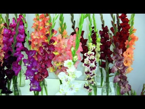 Video: Arten Und Sorten Von Gladiolen (57 Fotos): Beschreibung Von Weißen Und Roten, Rosa Und Gelben, Burgunderfarbenen Blüten. 