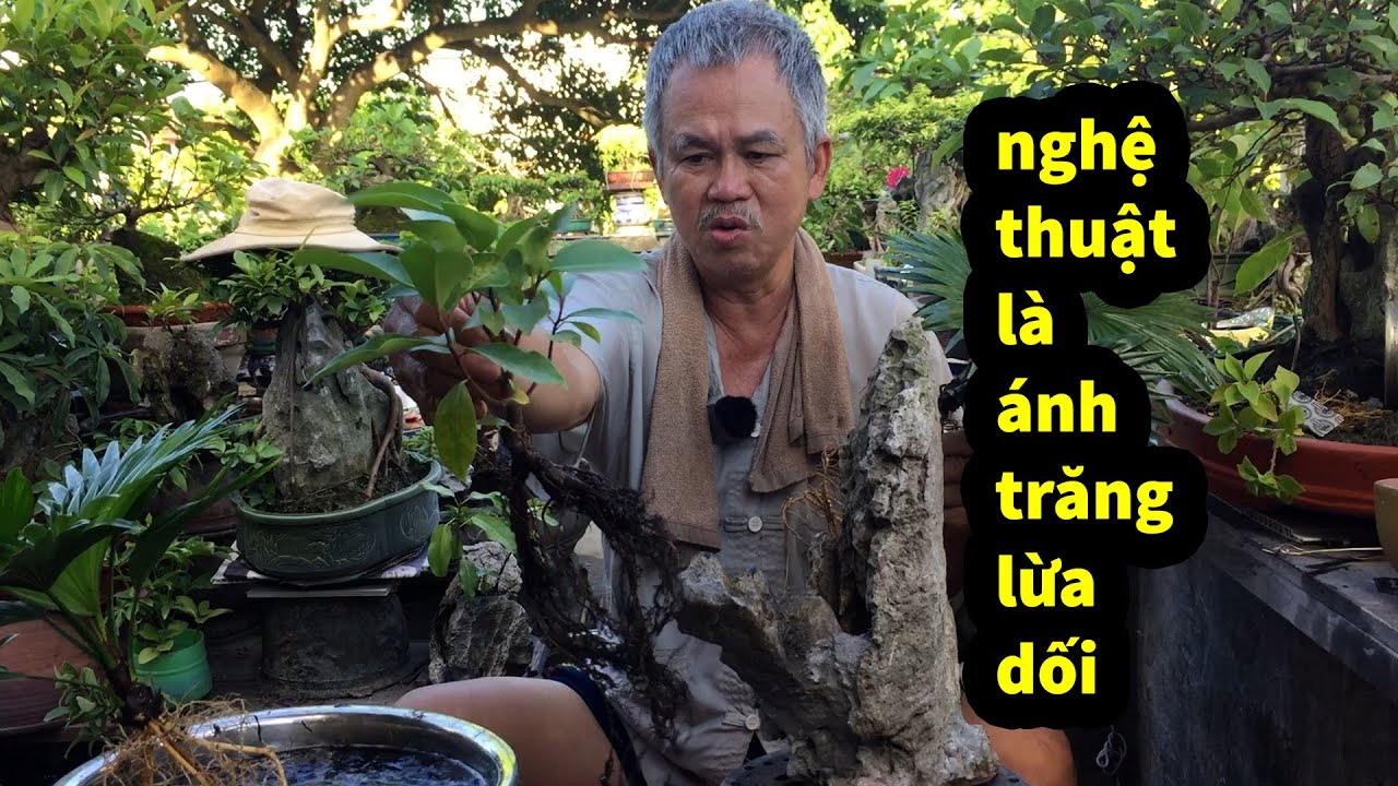 Cách Làm Cây Duối Bám Đá Nhanh Như Một Cơn Gió , Thắng bonsai Làm Đùa Mà Ăn Thật