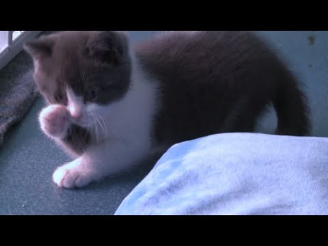 Video: Poche Repliche Mentre Il Primo Gatto Clonato Si Avvicina Ai 10