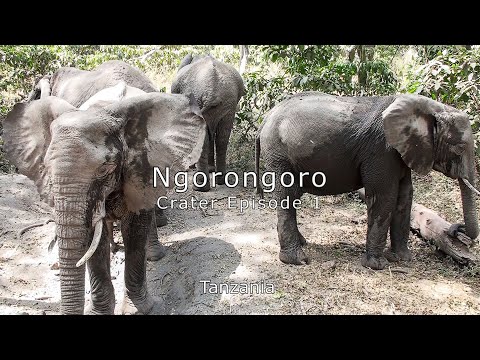 Ngorongoro Crater - Tanzania Africa - Coming Soon