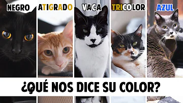 ¿Qué color destaca para los gatos?
