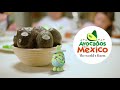 Avocados🥑from Mexico🇲🇽がドラえもんのうたっぽかったので