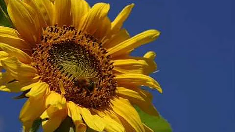 You are my SunShine