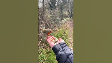 Caring is a Superpower!  #shorts #short #wildlife #robin #bird #birdlover #handfeed #wildlifeplanet
