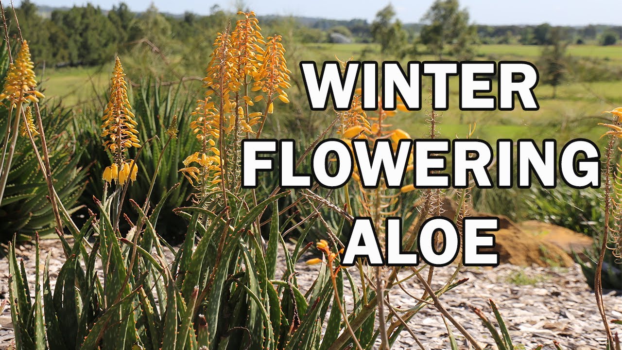 wo aloe vera hinstellen Echte Aloe