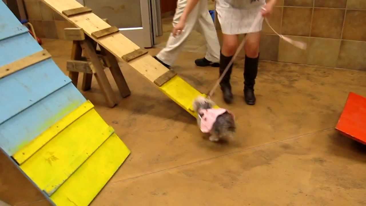 Agility training at Petsmart (part1) YouTube