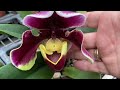 Рождественское настроение в теплице Orchidarium  Швейцария 🇨🇭