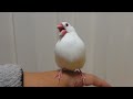 人に育てられると文鳥はこうなります